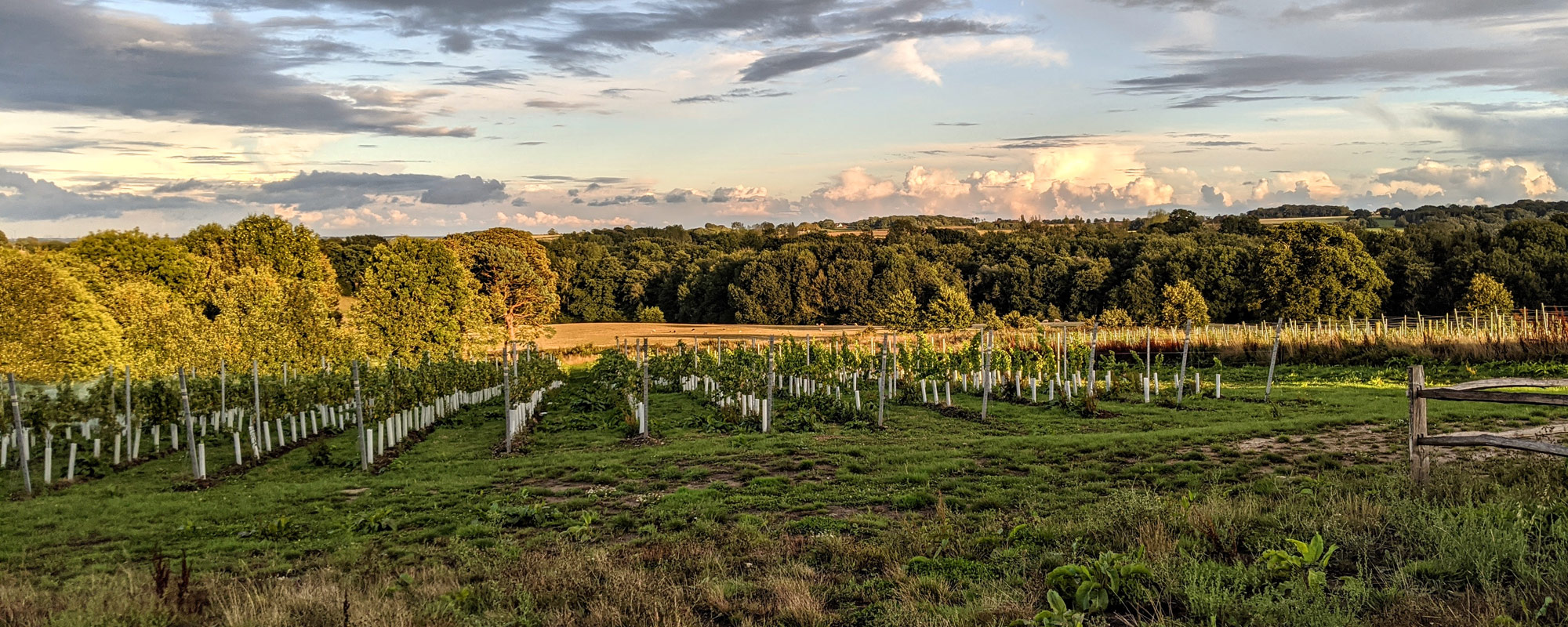 Поездка на винодельню Тиллингхэм и прогулка по историческому городу Рай